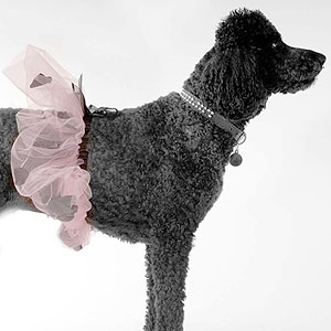 tutu for canine and child