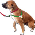 Walk Your Dog With Love dog harness