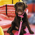 pink puppy gift set