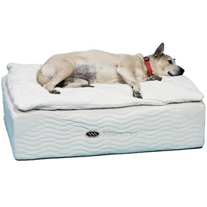dog mattress with pillow top and coil springs