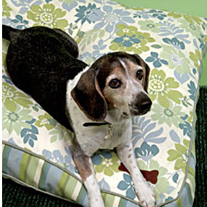 outdoor dog beds - all weather dog beds