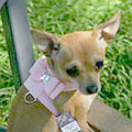teacup dog harness with crystal and bow