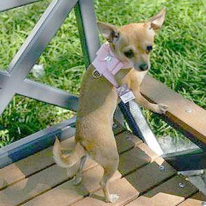 teacup dog harness with crystal and bow