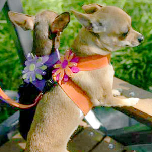 soft small dog harness