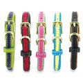 small dog collar and leash