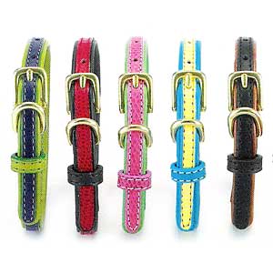 small dog collar and leash