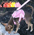 small dog harness backpack