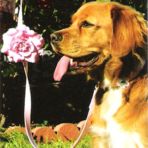patent leather dog collar and leash set