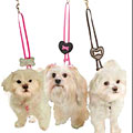 small dog harness with interchangeable heart and bone designs