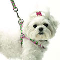 pink green polka collar harness & leash
