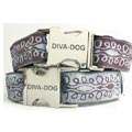  big dog collar and leash