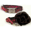 coco dog collar & leash
