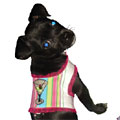 Martini harness vest for teacups and small dogs