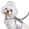 metallic small dog harness vest