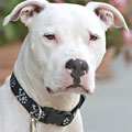 Lupine big dog adjustable collars, martingale style greyihound combo collars, harnesses & leashes