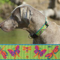 big dog collars: Lupine 1