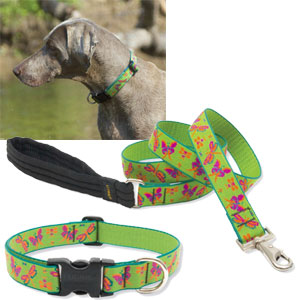 big dog collars: Lupine 1