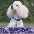 Lupine big dog adjustable collars, martingale style greyihound combo collars, harnesses & leashes