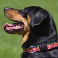 big dog collars: Lupine 1