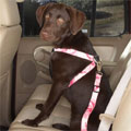 dog safety harness for car travel