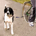 bicycle attachment excercises your dog
