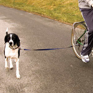 bicycle attachment excercises your dog