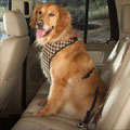 dog safety harness for car travel