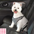 dog safety harness for car travel