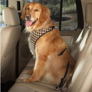 dog safety harness for car travel