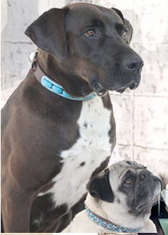 dog necessities and luxuries