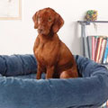 Bowsers dog beds