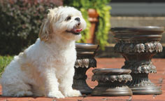 single raised dog bowl stands