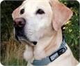 big dog collars