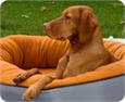 Bowsers beds