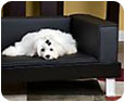 dog couches & sofas