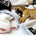 blankets & throws