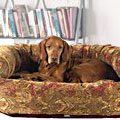dog couches & sofas