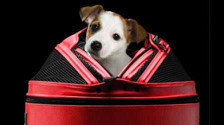 Luxury dog gifts for the discriminating gift giver