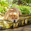 outdoor dog beds