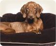 dog pillows & mattresses