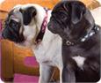 ribbon collars