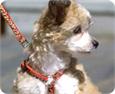 small dog