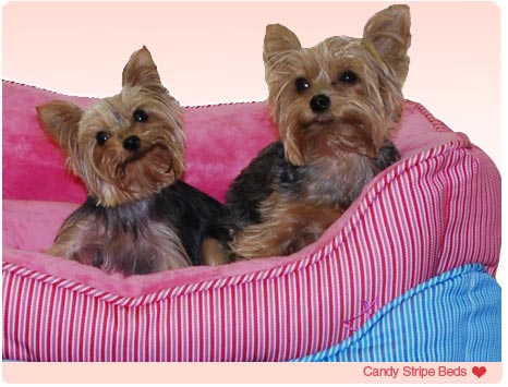 Snuggle Dog Beds