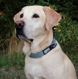 dog collar and leash in one
