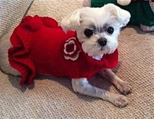 i feel pretty dog dress