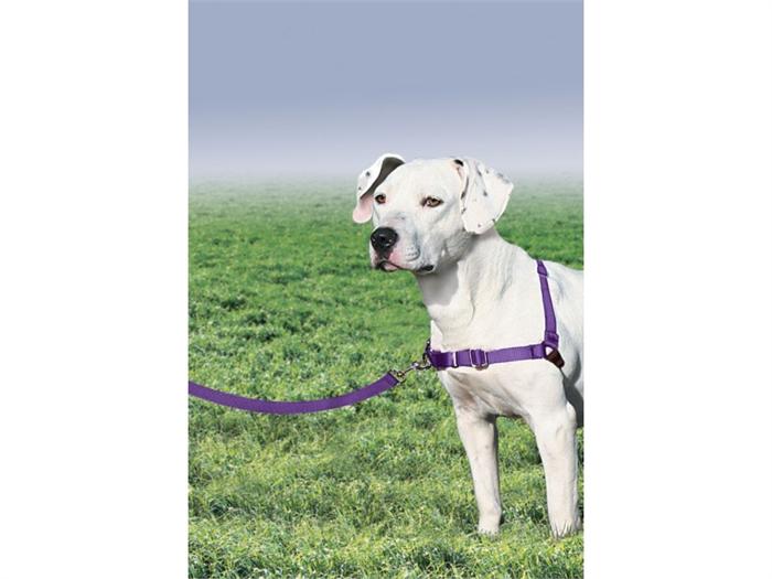 easy walk harness attachment