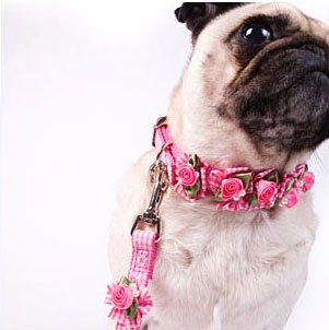 embellished dog collars