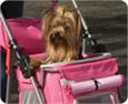 pet strollers