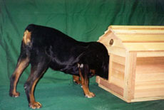 beagle dog house size